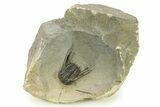 Spiny Leonaspsis Trilobite - Morocco #286569-5